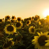 yellow sunflower field during sunset